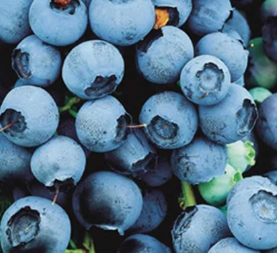 Blue Crop blueberries close up