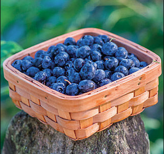 Basket of Duke Blueberries