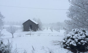 Photograph of a wintery scene showing tree nursery fields.
